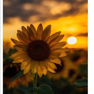 Meet your Posher, Sandra